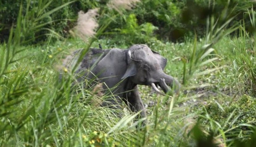Trikuta Wildlife Sanctuary, Reasi, Jammu and Kashmir - Vushii.com Trikuta Wildlife Sanctuary, Reasi, Jammu and Kashmir - Vushii.com